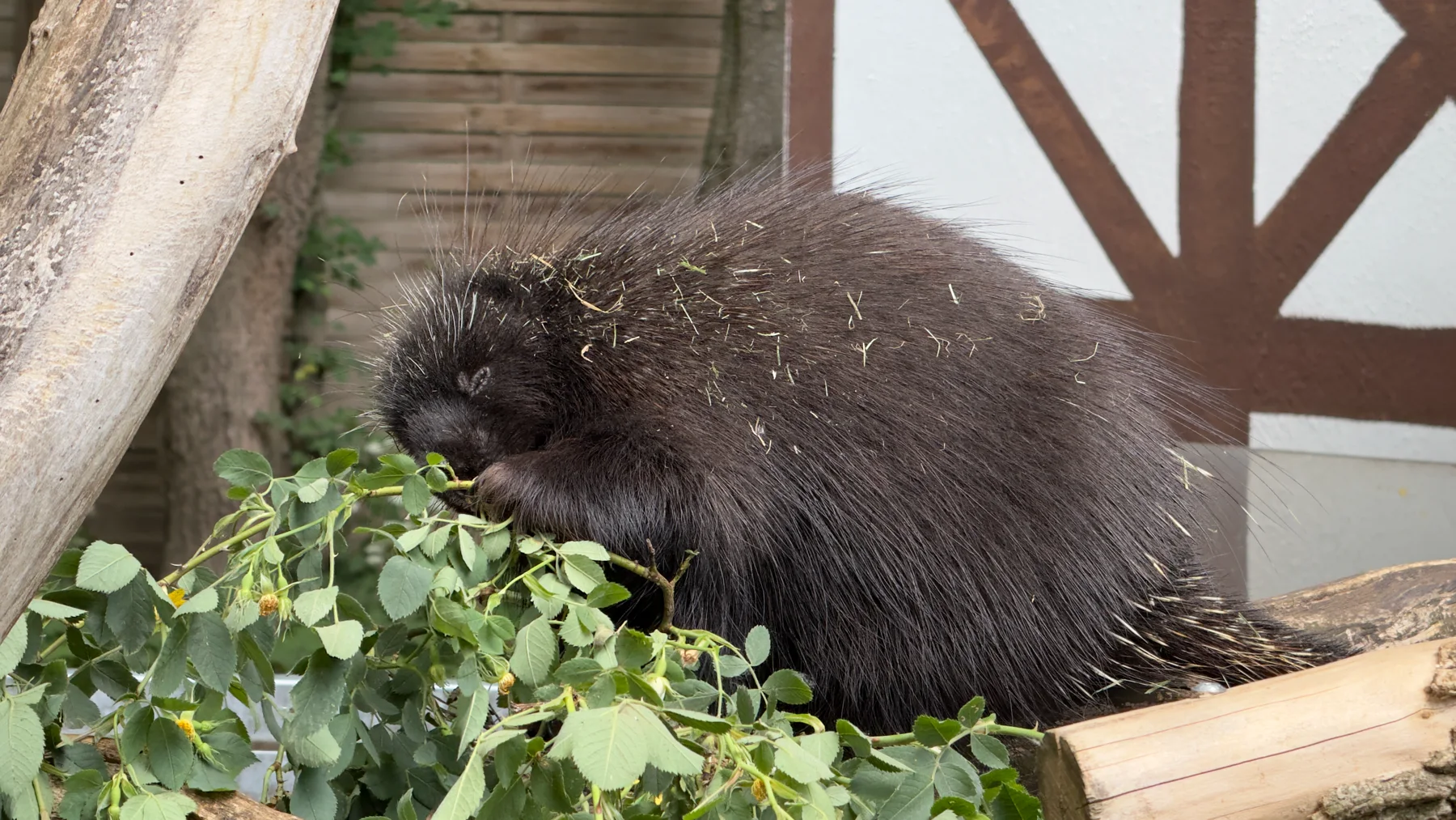 A porcupine lowers its face towards a cluster of green leaves, with fine pale quills scattered through its dark coat.