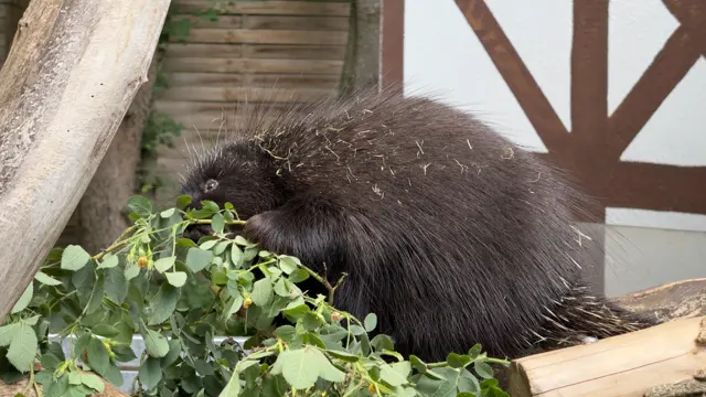 Green branches fill the foreground beneath a dark porcupine, whose pale quills stand out against its rounded back.