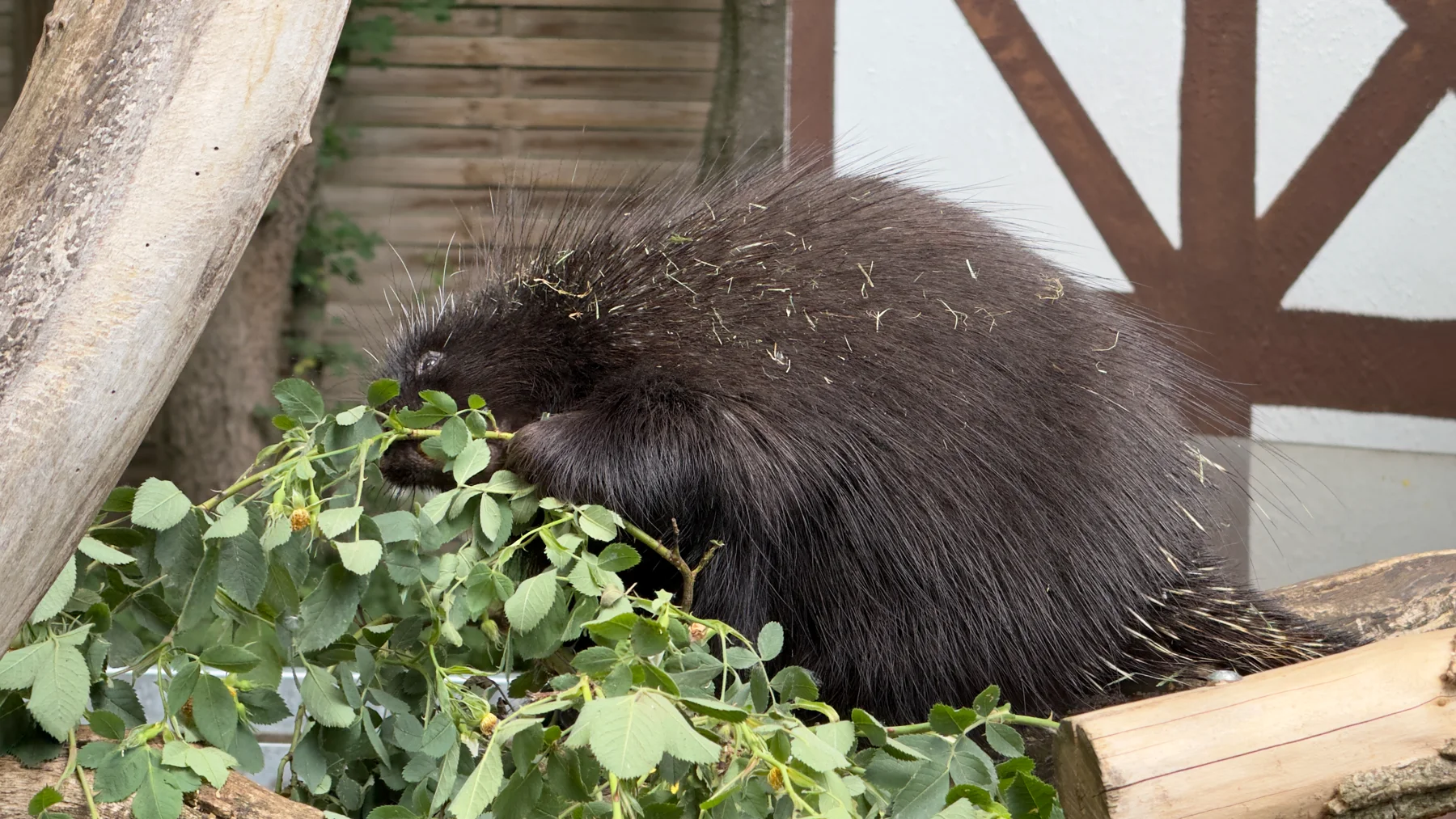 A porcupine brings a front paw towards its mouth among leafy twigs, with logs bordering the scene.