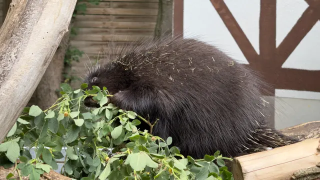 A porcupine brings a front paw towards its mouth among leafy twigs, with logs bordering the scene.