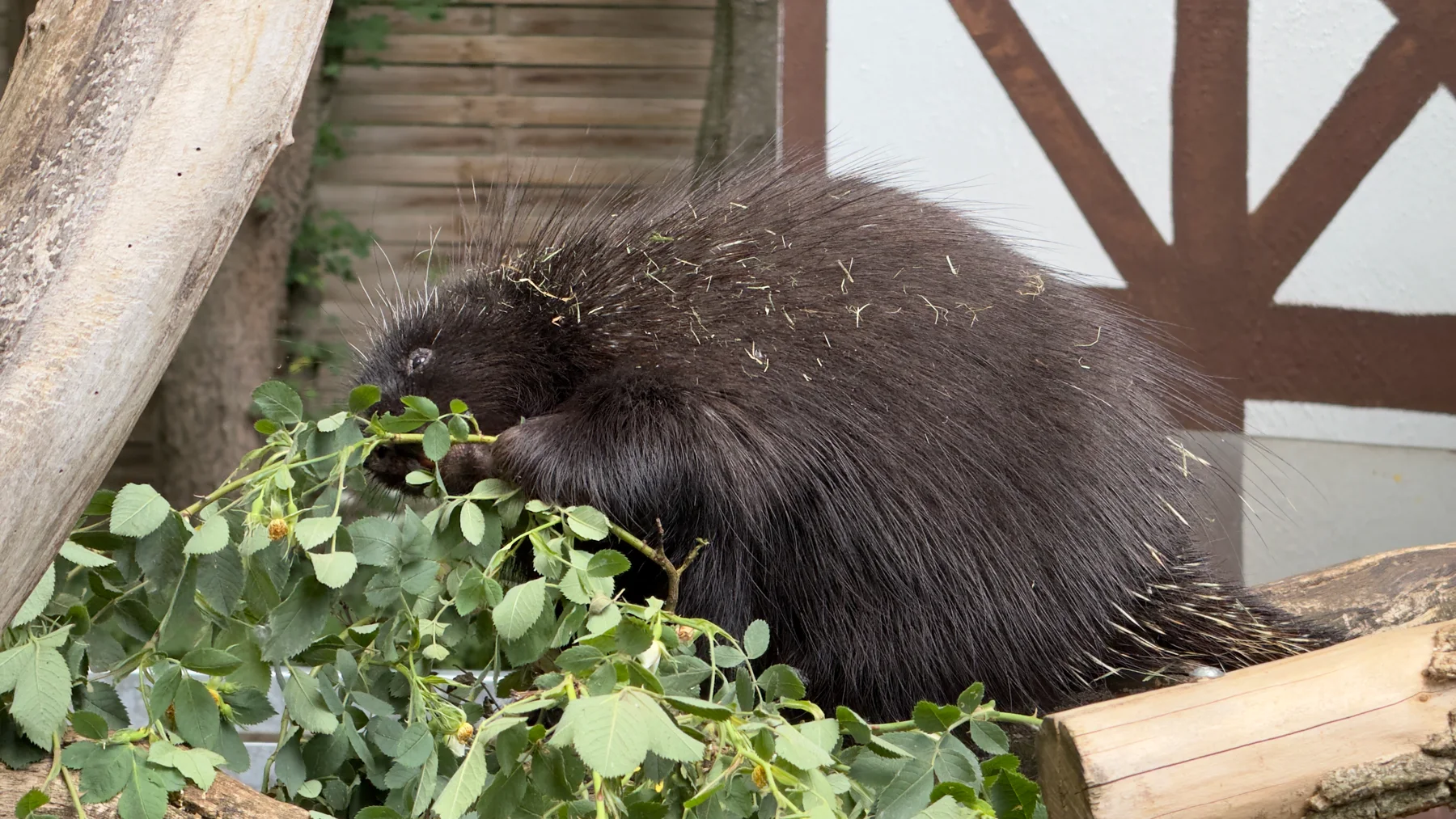 A seated porcupine faces a pile of green branches, with its dark tail extending beside a pale wooden log.