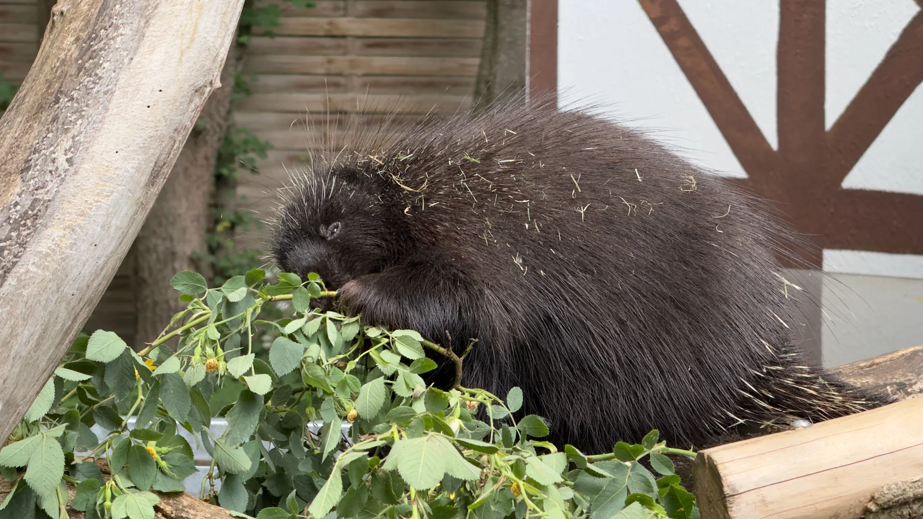 A porcupine holds greenery close to its mouth, with its head bent over the leaves and its quilled back filling the right of the frame.