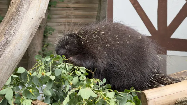 A porcupine holds greenery close to its mouth, with its head bent over the leaves and its quilled back filling the right of the frame.