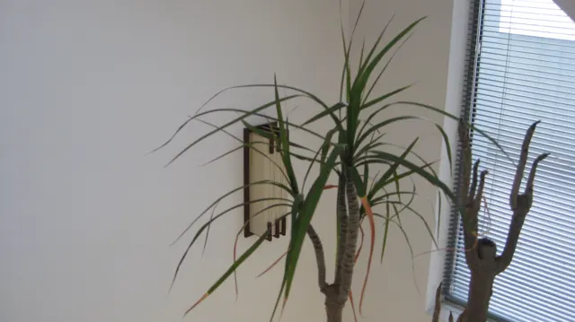 A tall branching houseplant stands beside a window with horizontal blinds against a white wall.
