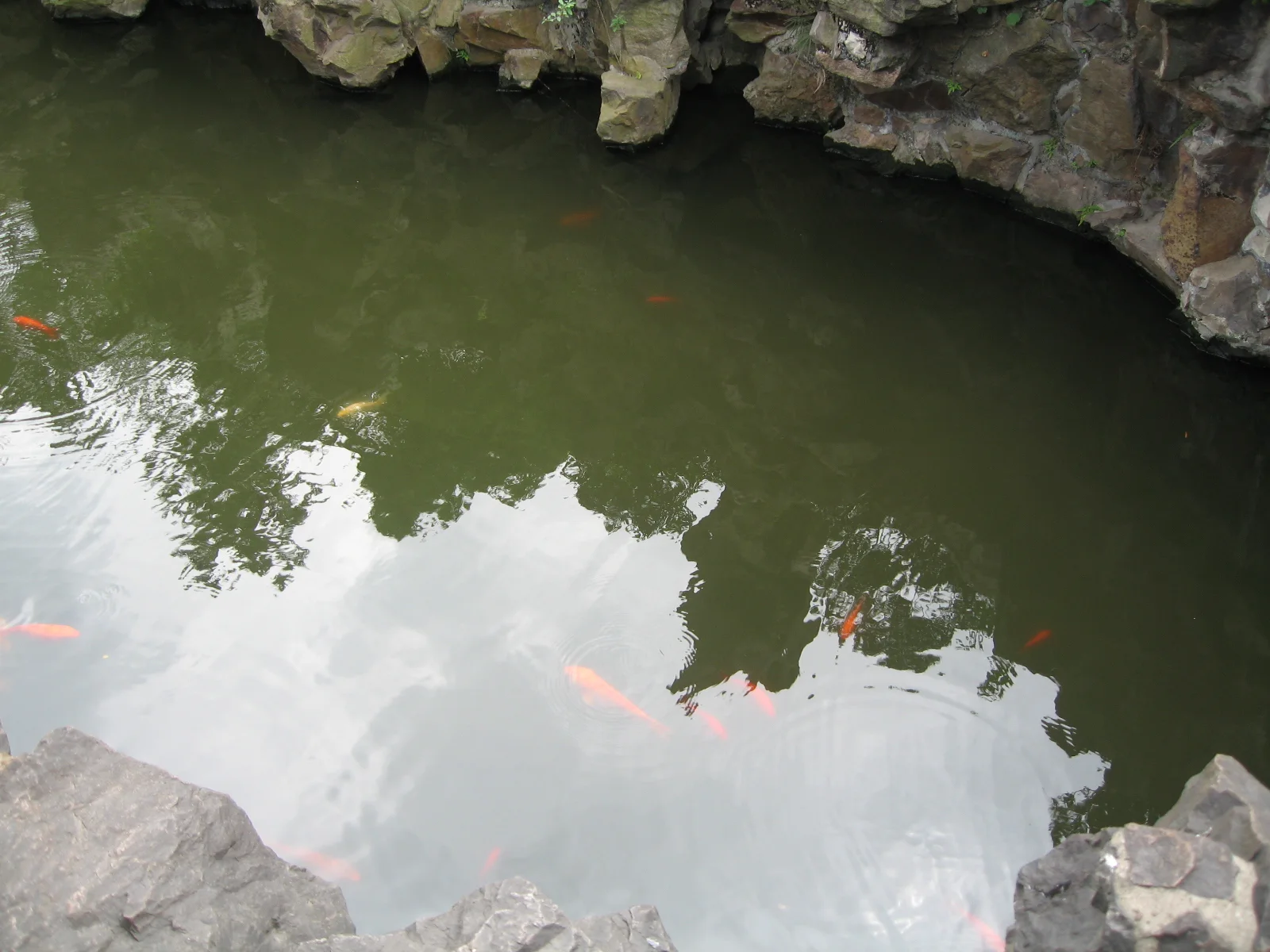 Orange fish are visible in green pond water reflecting trees, beside rough pale rocks.