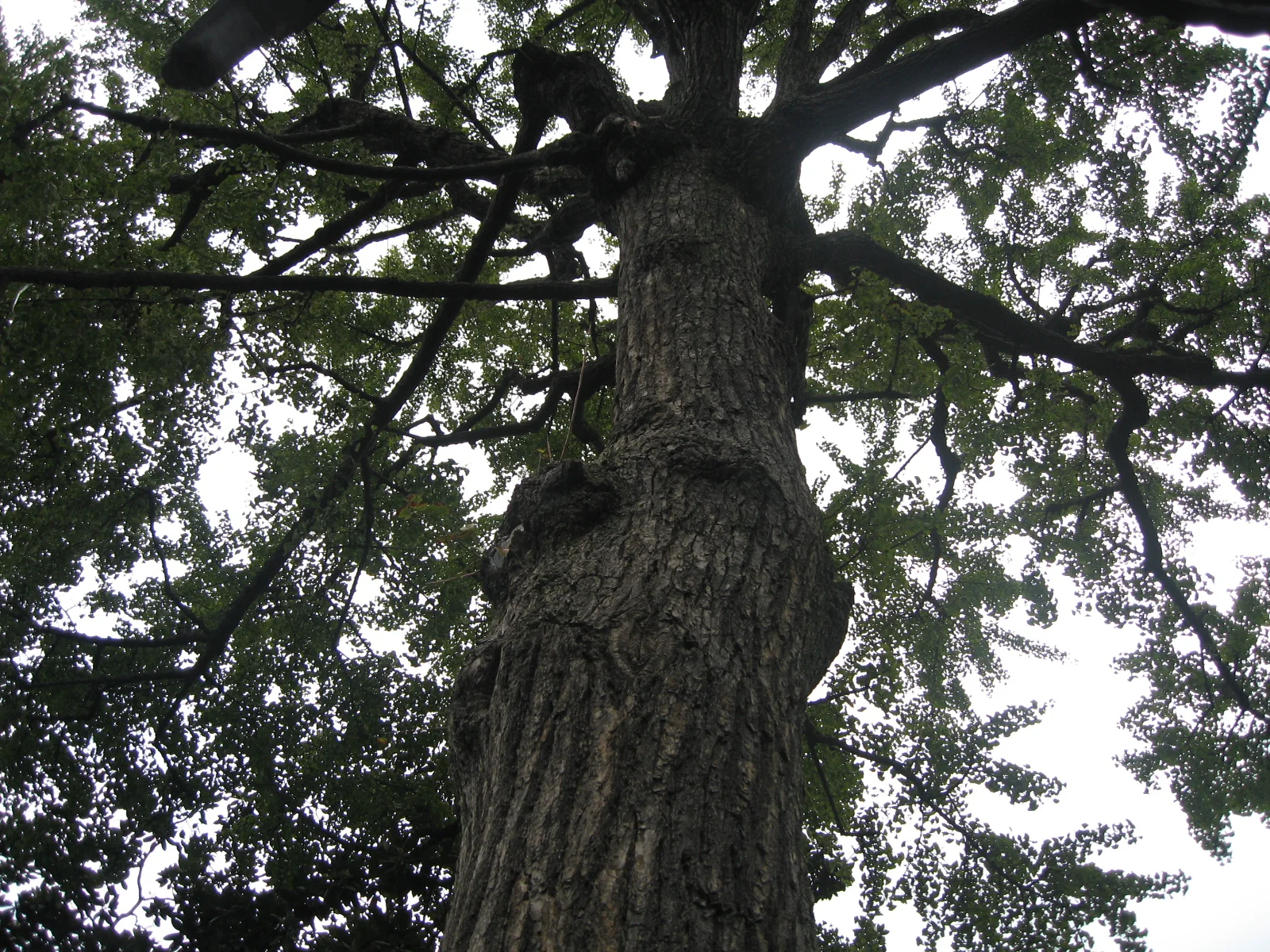 An upward view follows a deeply textured tree trunk into spreading branches and dense leaves.