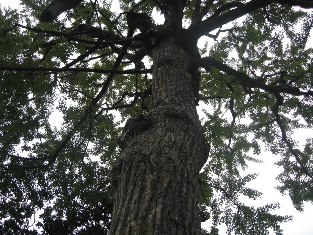 An upward view follows a deeply textured tree trunk into spreading branches and dense leaves.
