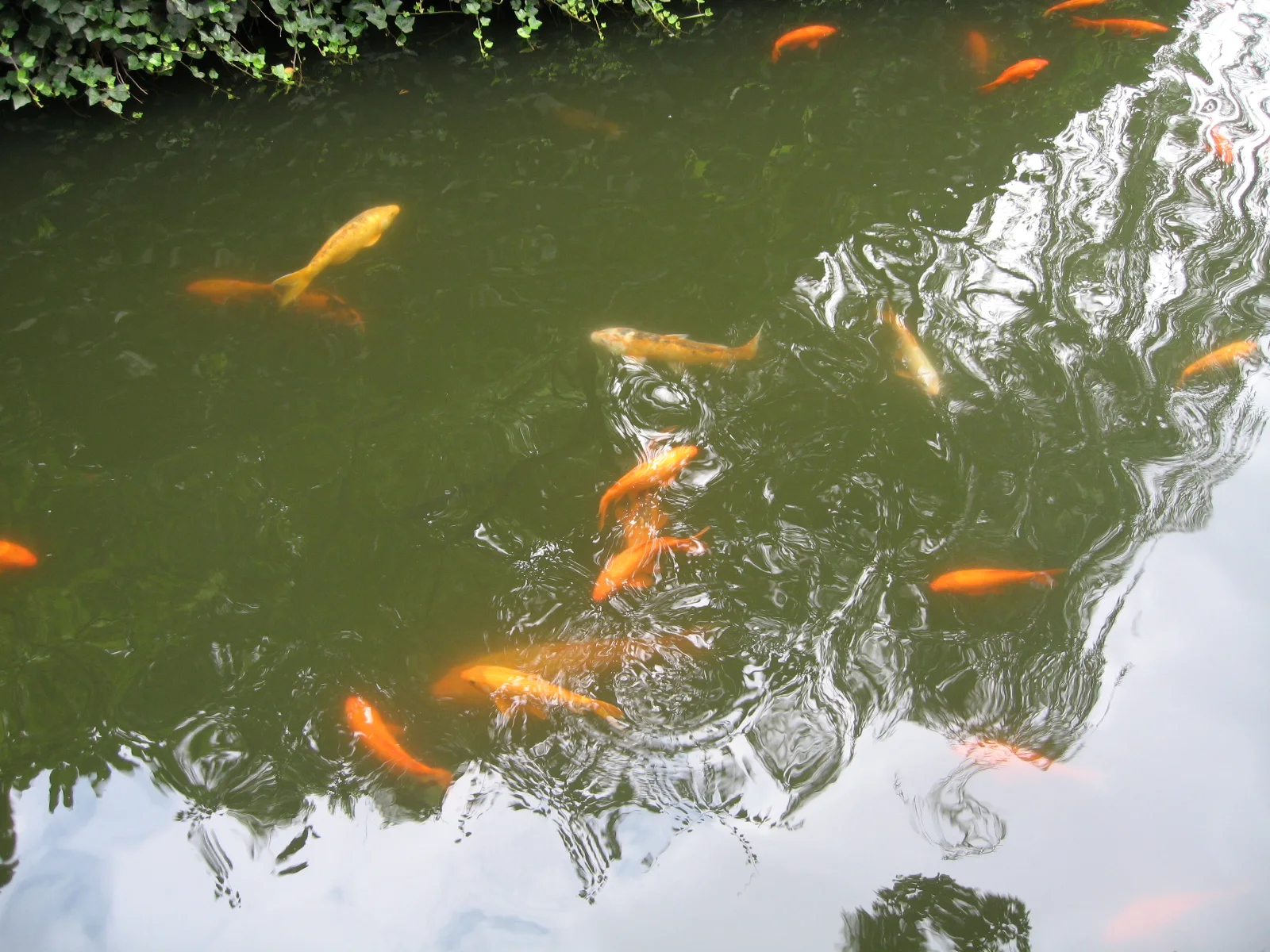 Several orange and yellow fish swim near the surface of green pond water among reflections of trees.