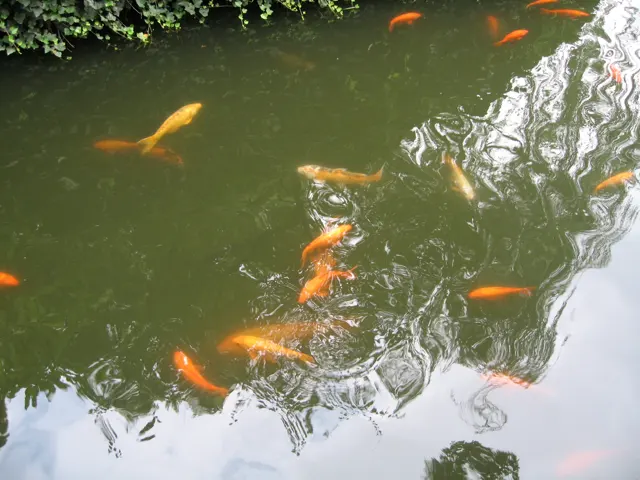 Several orange and yellow fish swim near the surface of green pond water among reflections of trees.