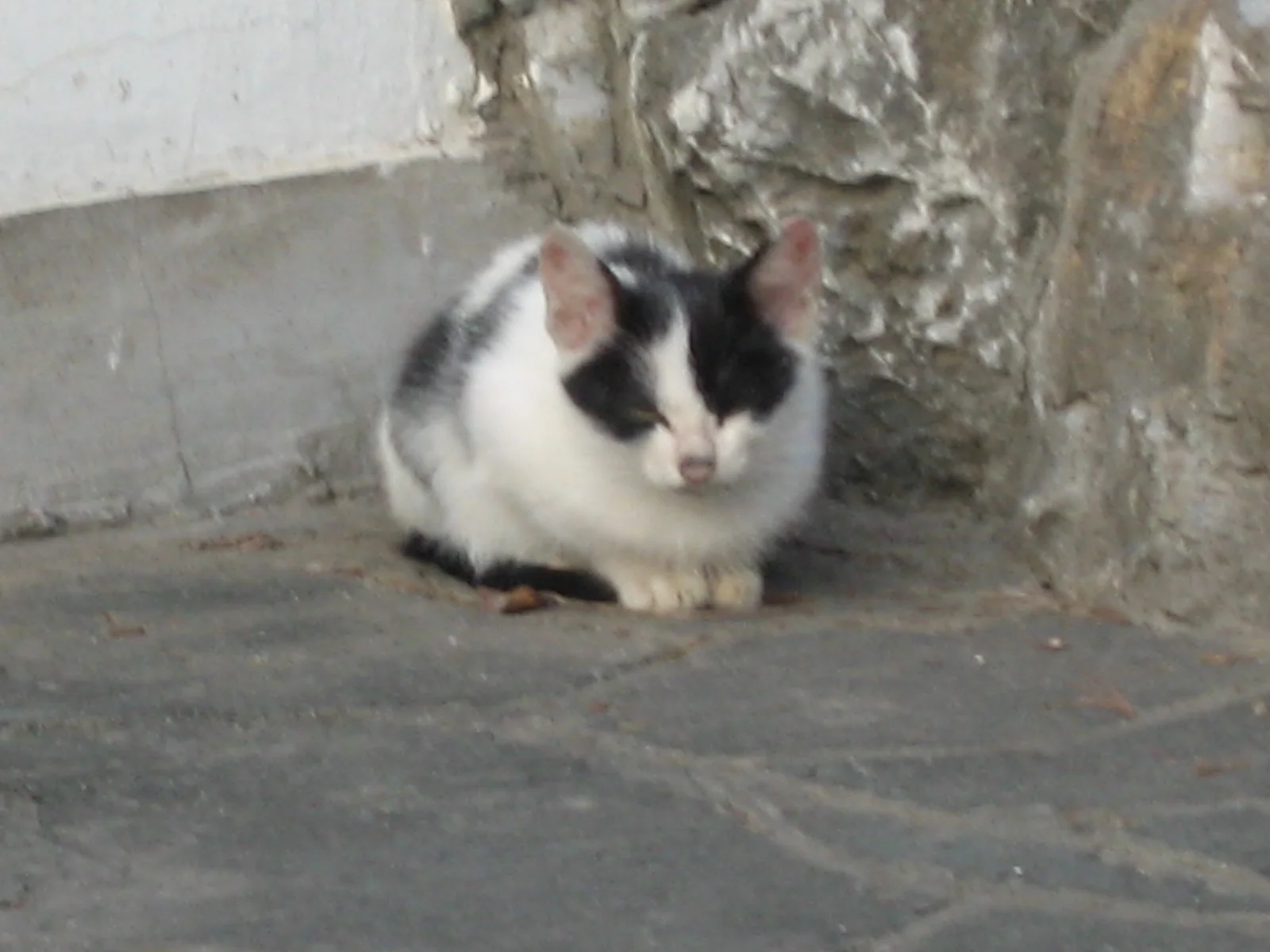 A black-and-white cat sits tucked against a rough stone corner beside a pale wall on stone paving.
