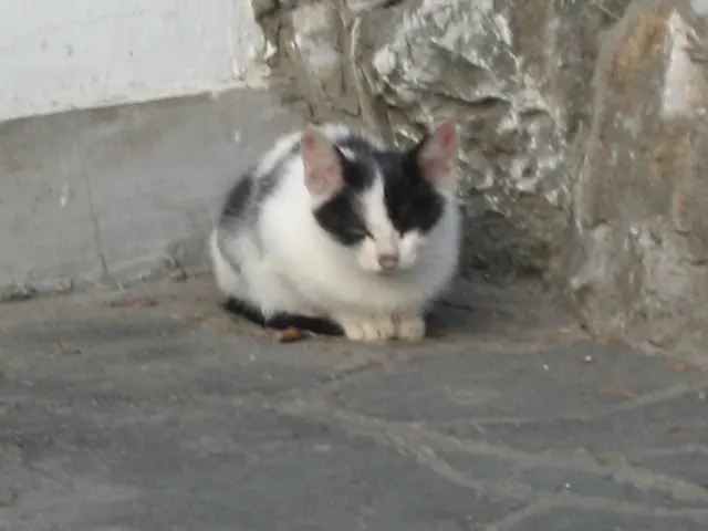 A black-and-white cat sits tucked against a rough stone corner beside a pale wall on stone paving.