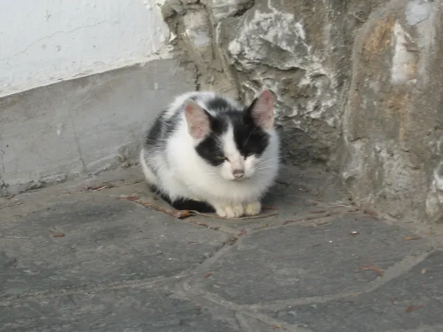 A second view shows a black-and-white cat curled close to a weathered stone corner and white wall.