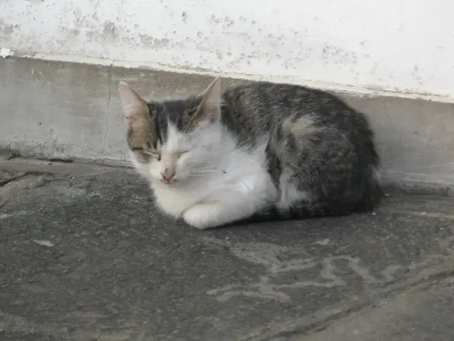 A grey tabby-and-white cat rests with its paws tucked beneath it beside a pale wall.