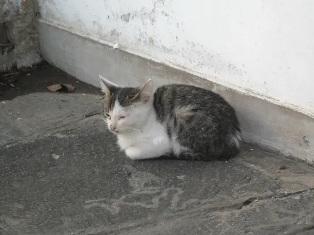 A tabby-and-white cat lies on stone paving beside a white wall, seen in a wider view of the corner.