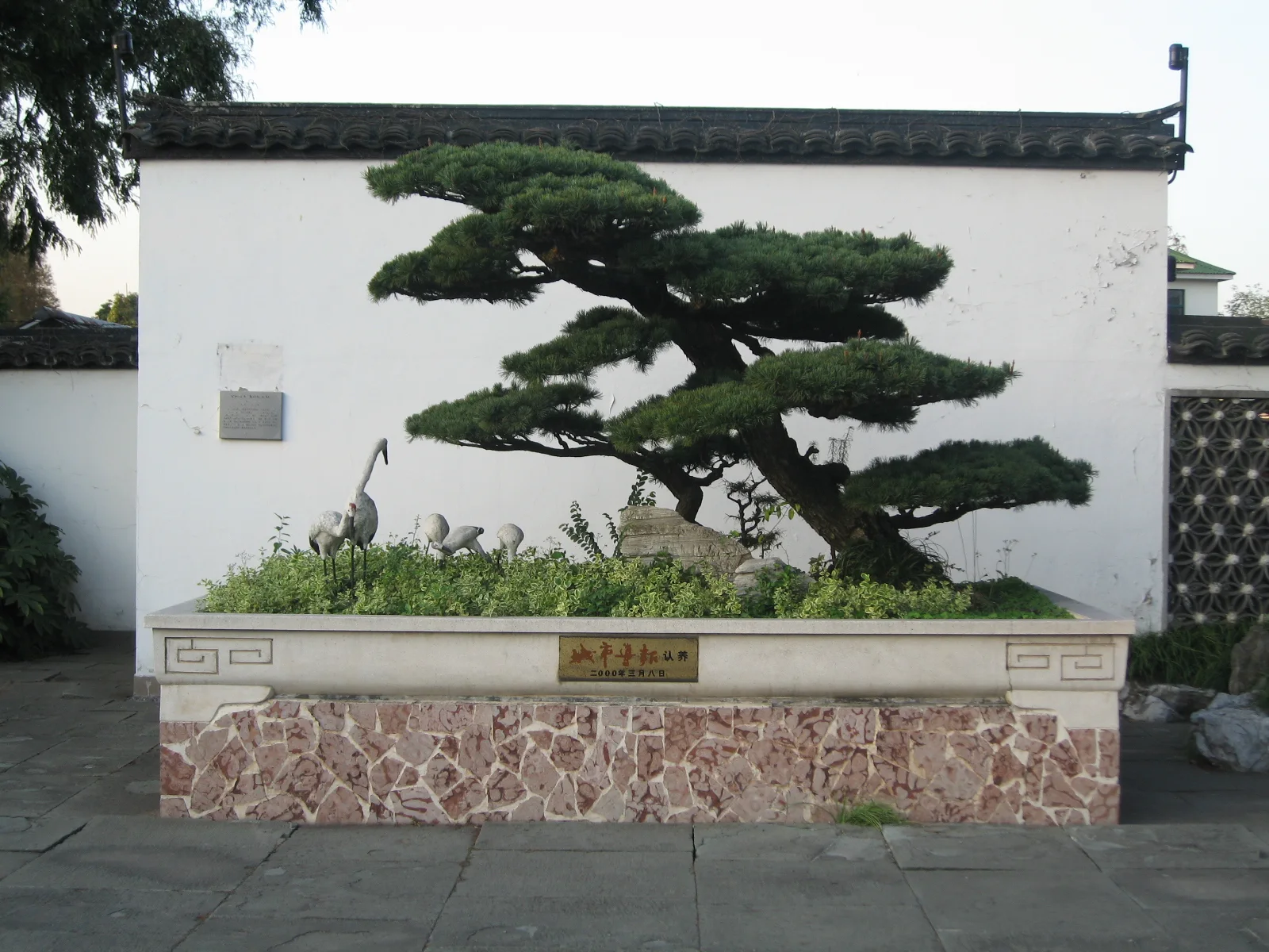 A carefully shaped tree with layered foliage grows in a rectangular raised planter against a white garden wall.
