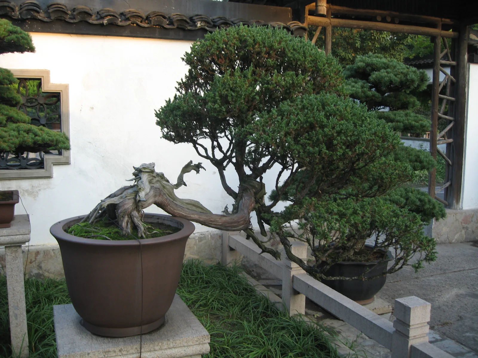 A small tree with an exposed curved trunk grows in a round pot beside a stone railing and other shaped greenery.
