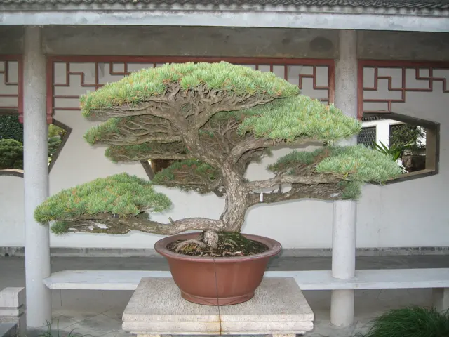 A shaped tree with broad horizontal layers of foliage stands in a shallow pot beneath a covered gallery.