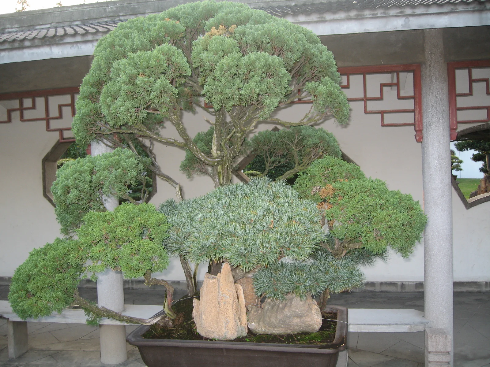 Dense rounded clusters of green foliage surround the trunk of a small potted tree against a white wall.