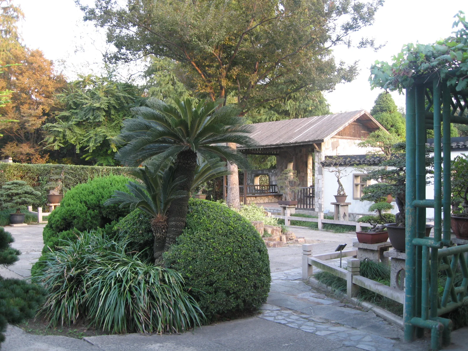 Rounded shrubs, long leaves and a palm-like plant fill a garden courtyard beside white walls and a pavilion.