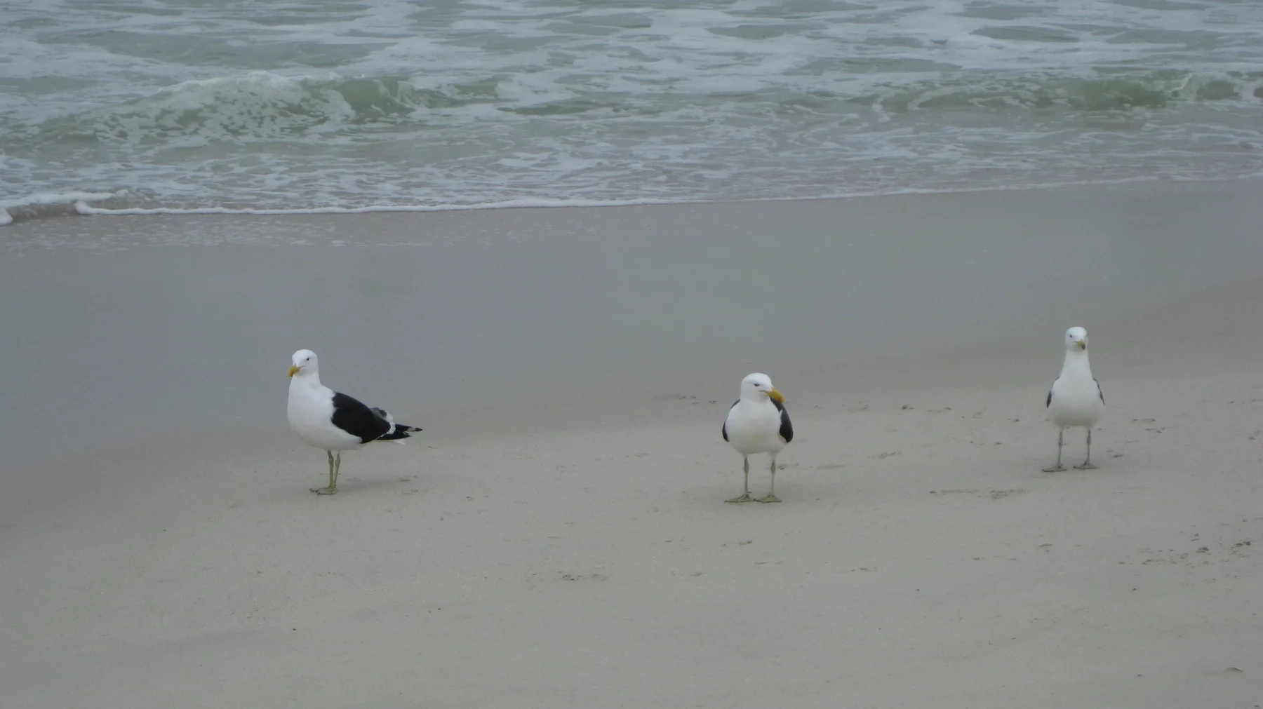 Three gulls stand on wet sand beside a small incoming wave.