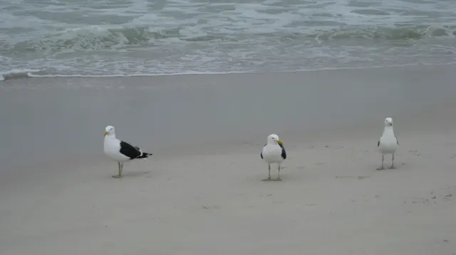Three gulls stand on wet sand beside a small incoming wave.