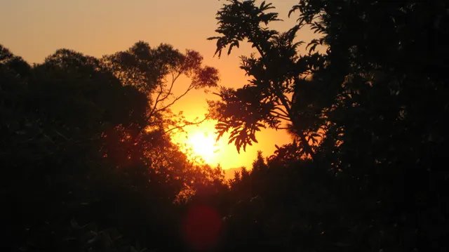A low golden sun shines through silhouetted trees and leaves.