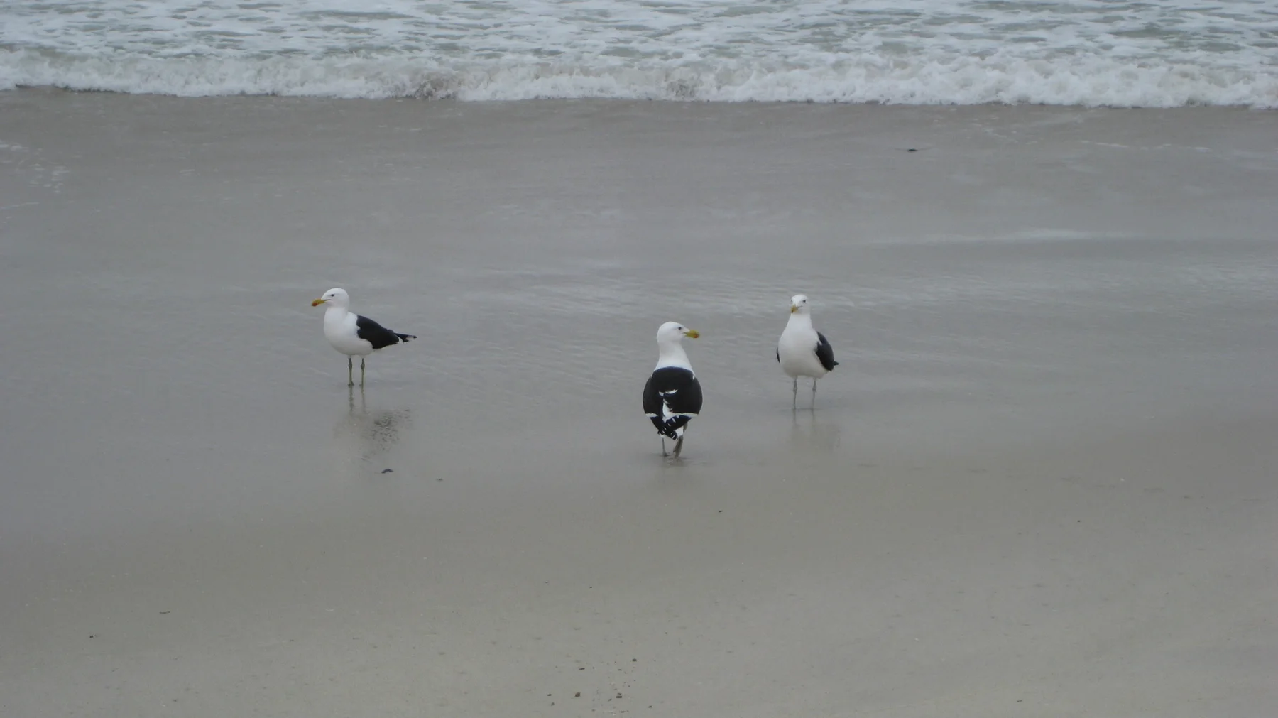 Three gulls stand at different angles on wet sand below a line of white surf.