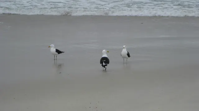 Three gulls stand at different angles on wet sand below a line of white surf.