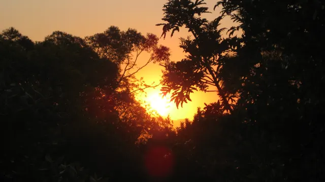 An orange sun glows between dark branches and leafy tree silhouettes.