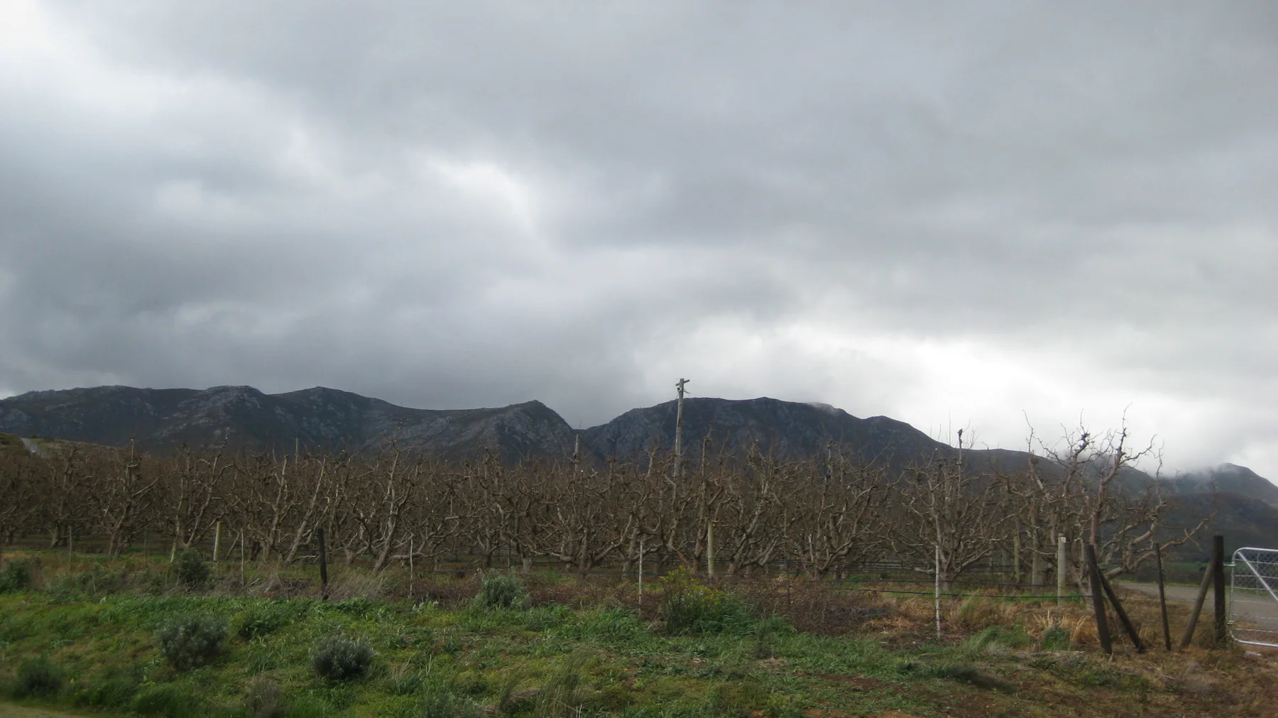 Rows of cultivated plants and fence posts stretch below a low mountain ridge and heavy clouds.