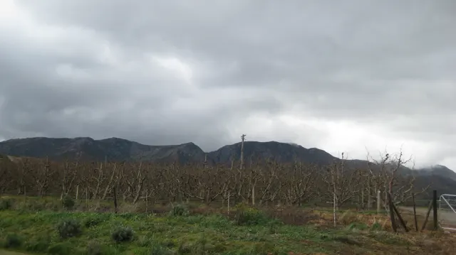 Rows of cultivated plants and fence posts stretch below a low mountain ridge and heavy clouds.