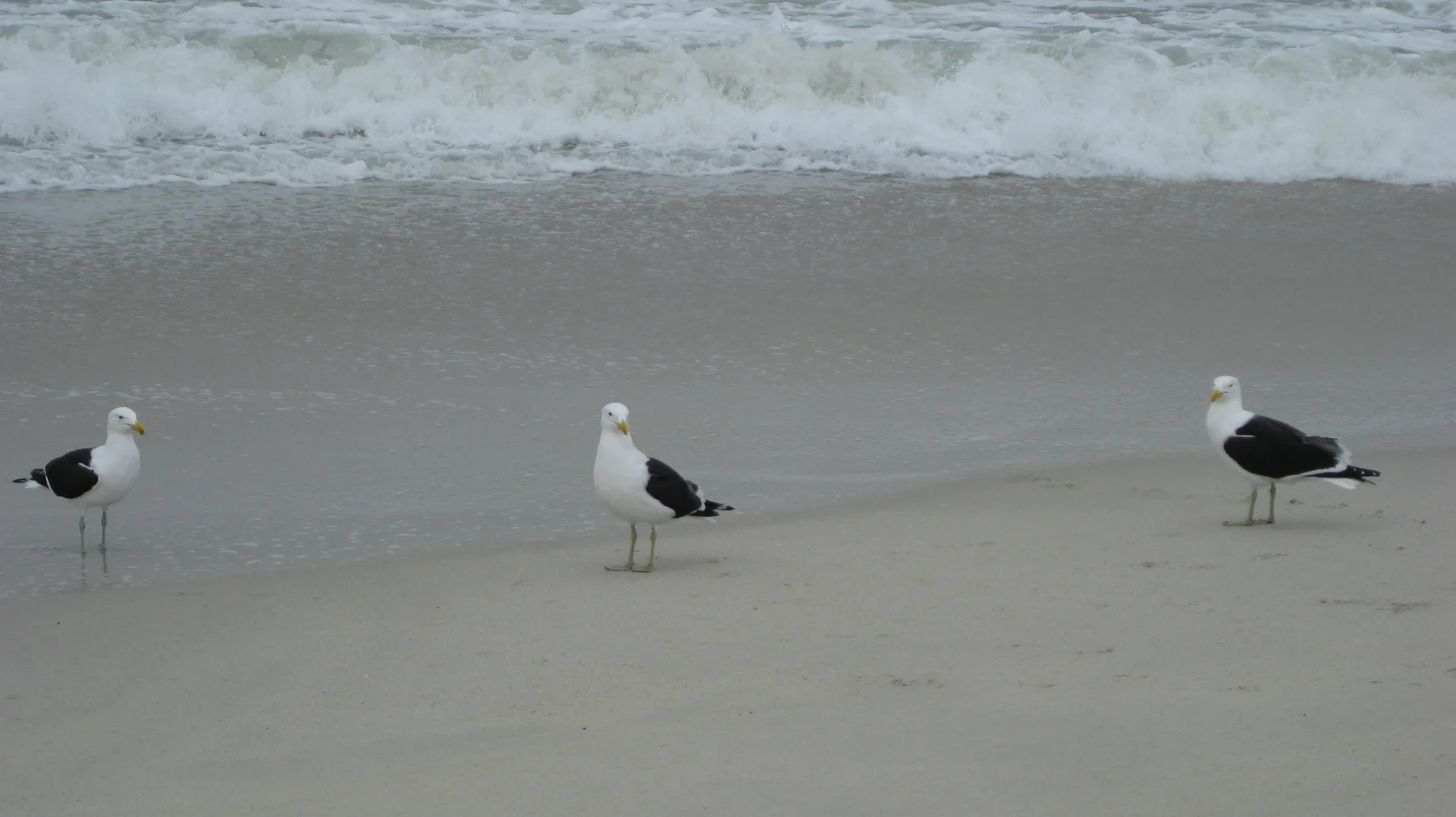 Three gulls stand along the wet beach with foamy water behind them.