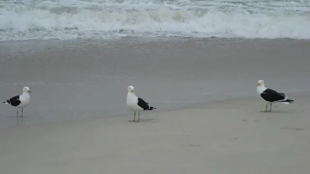 Three gulls stand along the wet beach with foamy water behind them.