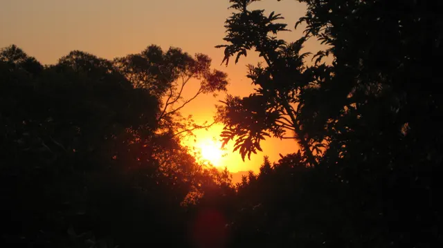 A bright orange sun appears through a gap between dark trees.