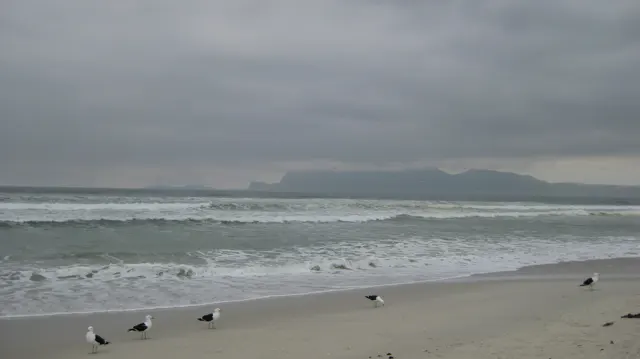 Gulls dot a pale beach beside rolling waves and distant mountains under a gray sky.