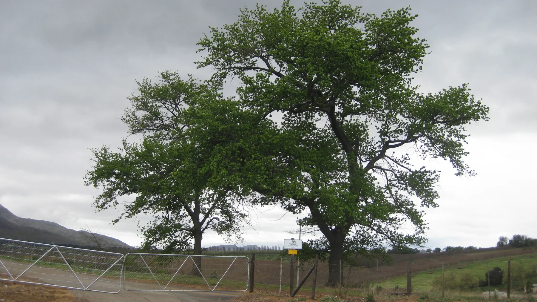 A broad leafy tree stands beside a pale metal gate and fenced fields.