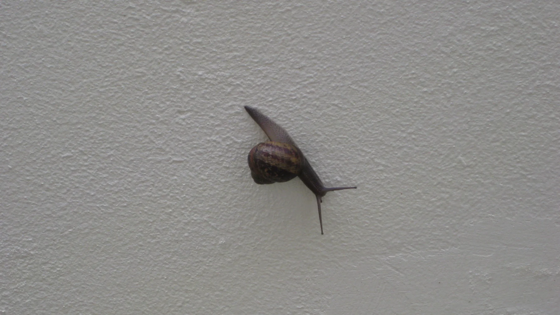 A snail with an extended body clings to a pale textured wall.