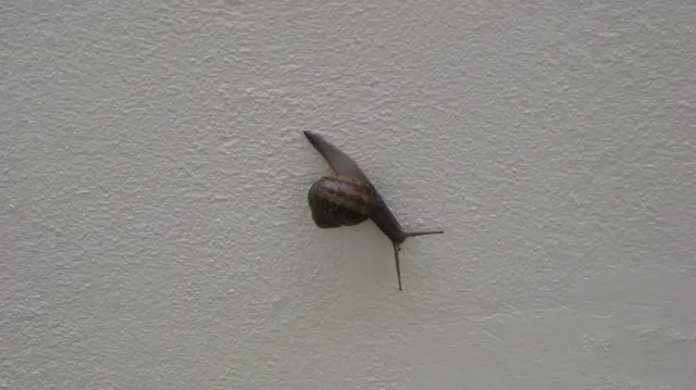 A snail with an extended body clings to a pale textured wall.