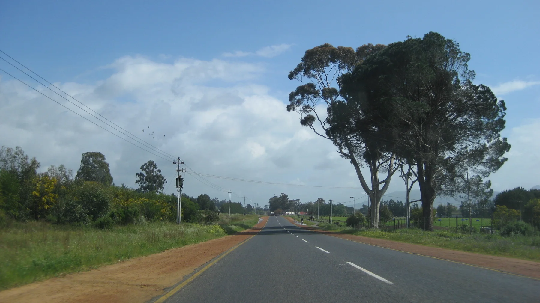 A tall tree stands beside a straight road through green countryside.