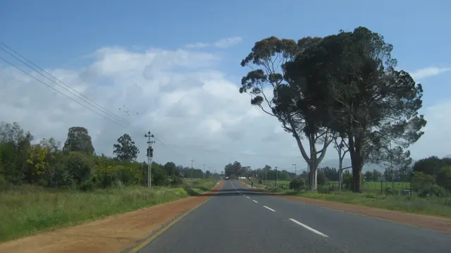 A tall tree stands beside a straight road through green countryside.