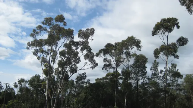 Tall, slender trees lift irregular leafy crowns against blue sky.