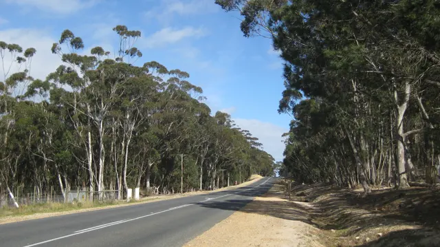 A straight road runs between tall trees and sandy verges.