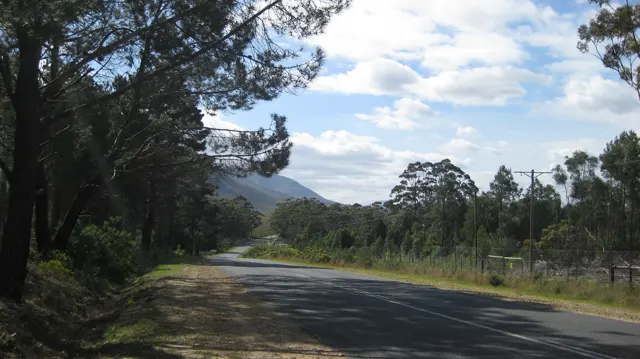 Tree shadows cross a quiet road leading toward distant hills.