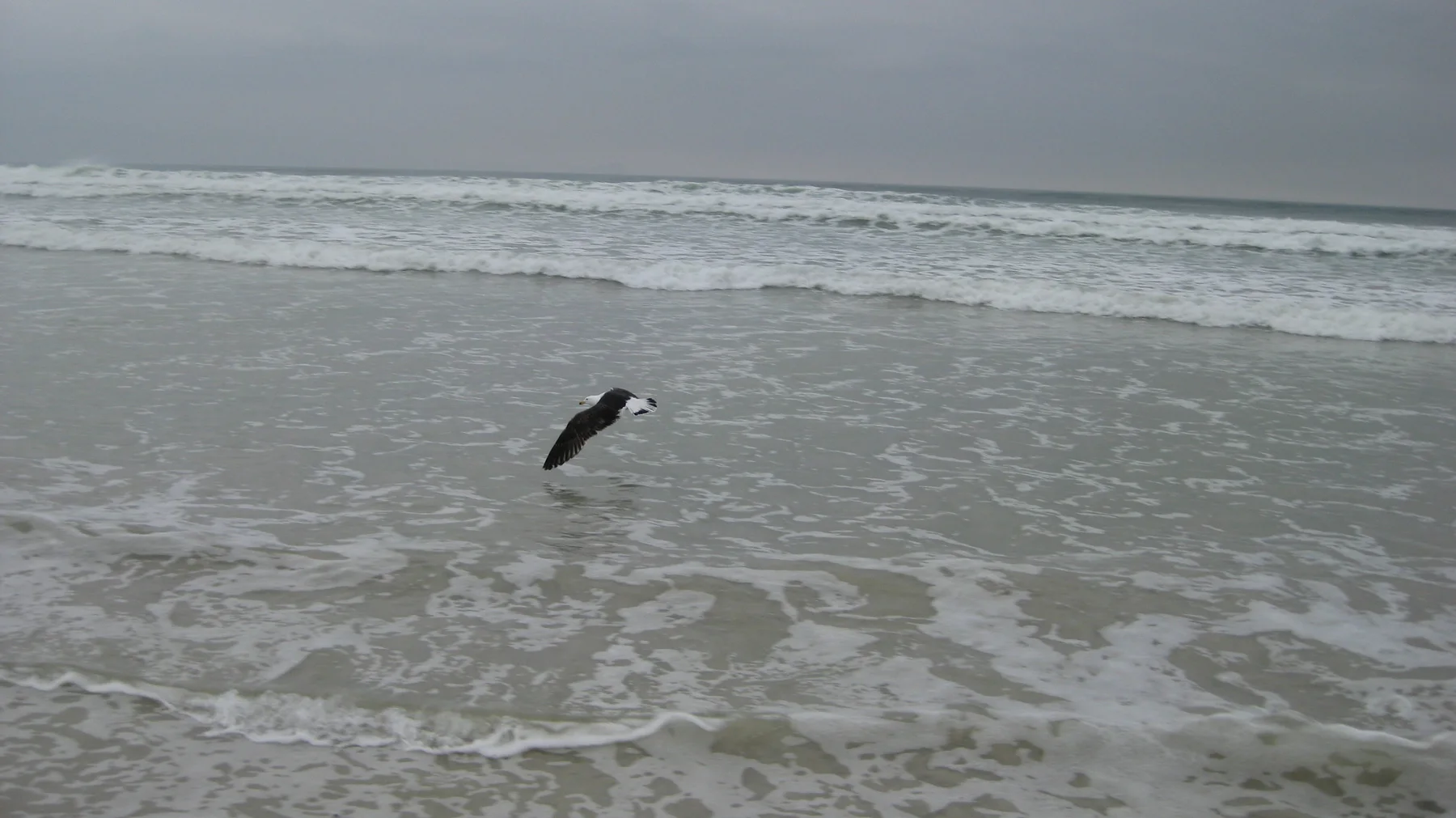 A gull flies low over shallow water patterned with white foam.