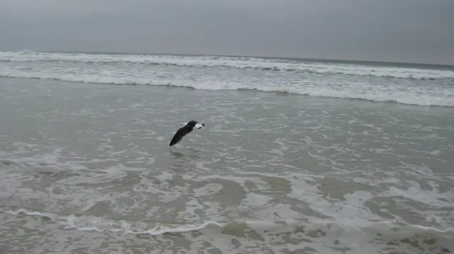 A gull flies low over shallow water patterned with white foam.