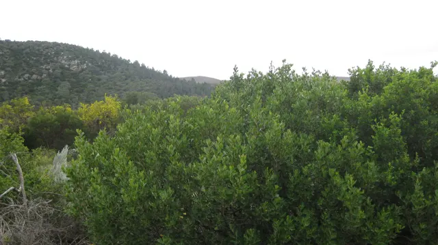 Dense green shrubs cover a hillside below a rocky crest.