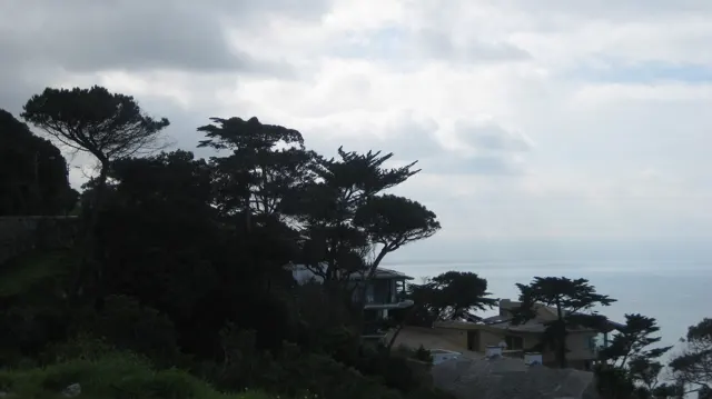 Dark branching trees stand against pale sea and sky.