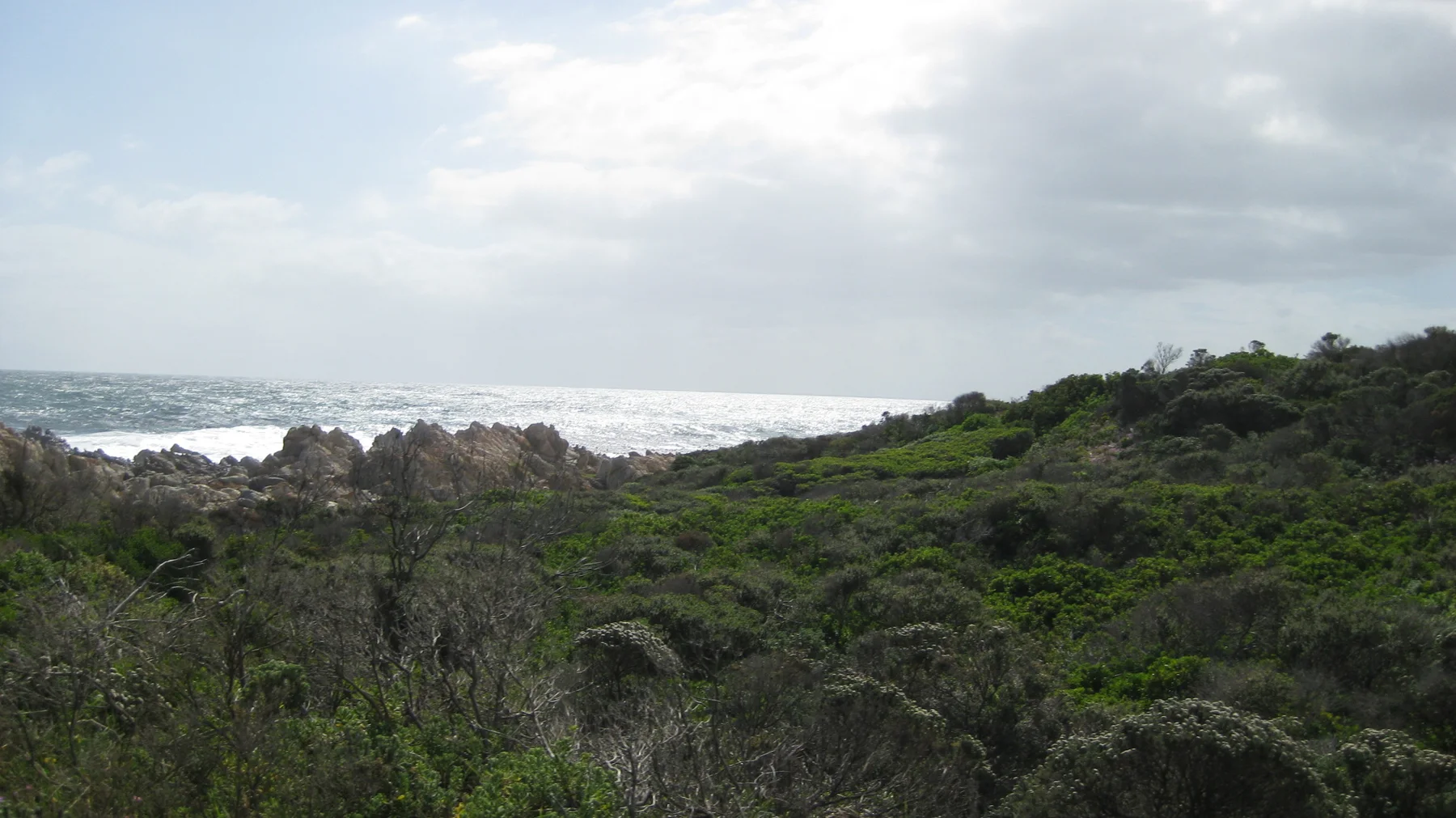 Low coastal vegetation leads toward white surf under gray sky.