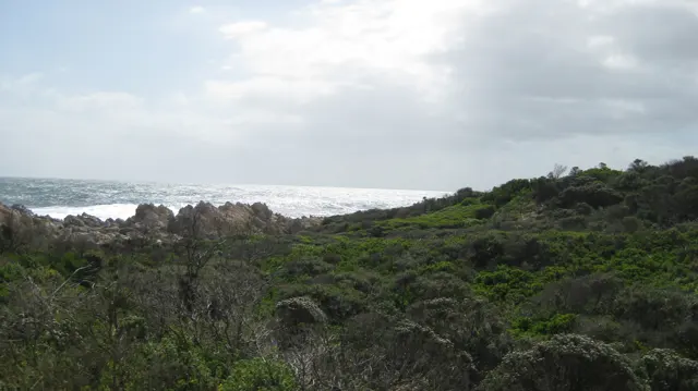 Low coastal vegetation leads toward white surf under gray sky.