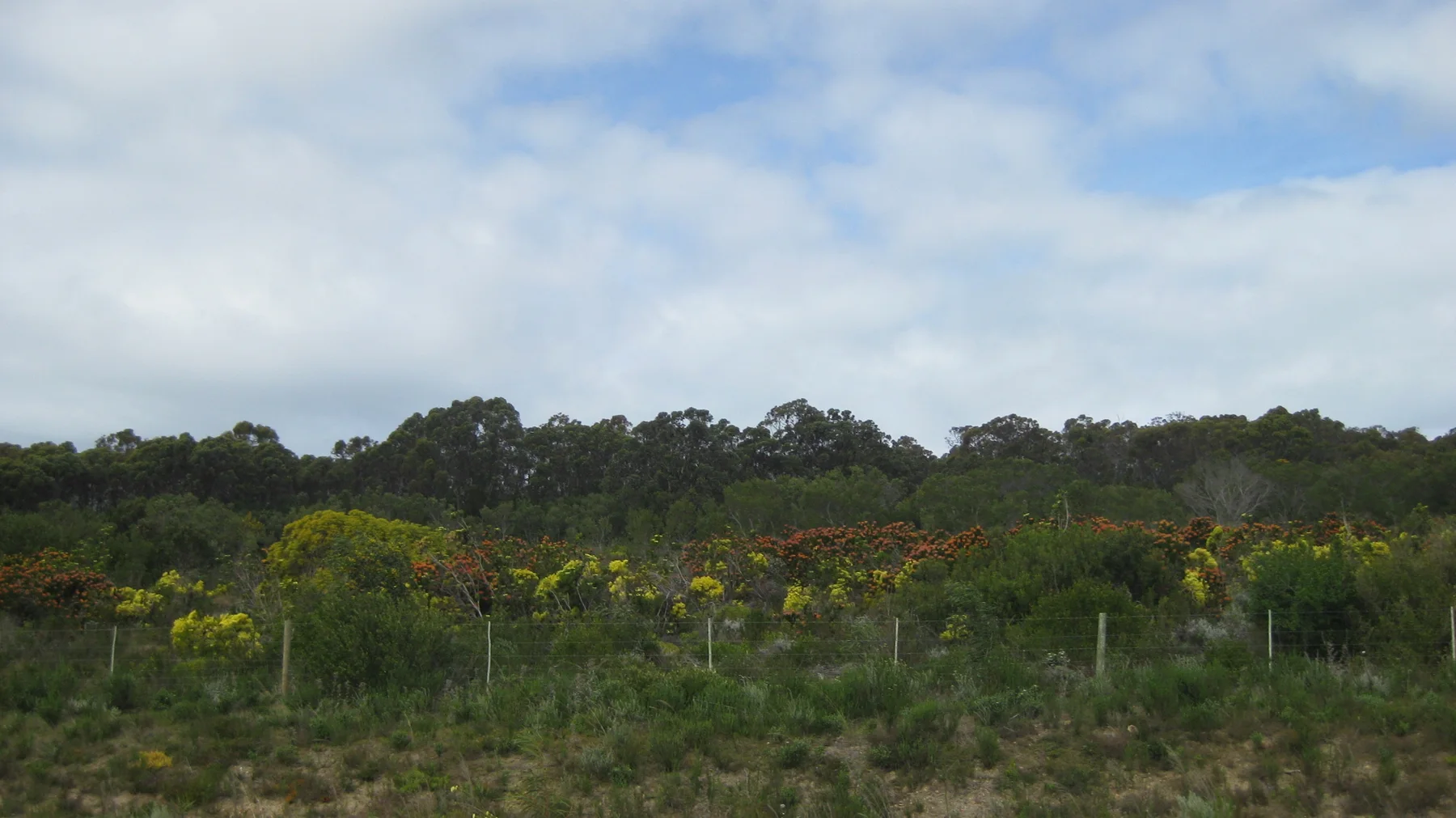 Yellow and orange flowers dot low vegetation beneath blue and white sky.